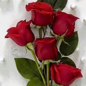 Meet your Posher, Rania